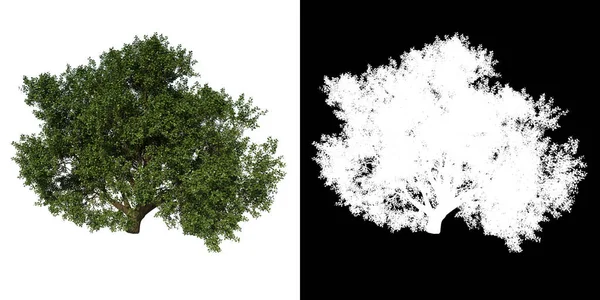Vorderseite Baum Gemeine Eiche Weißer Hintergrund Alpha Png Rendering Ilustracion — Stockfoto