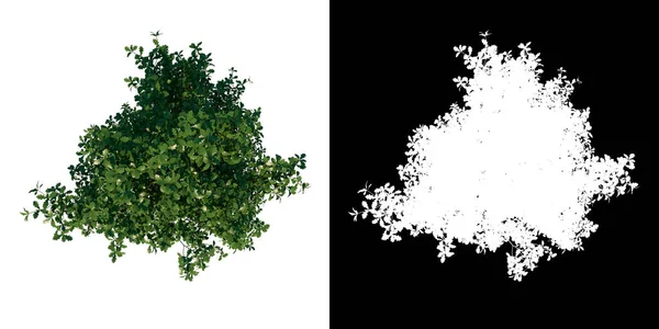 Groene Bladboom Geïsoleerd Witte Achtergrond Weergave Illustratie — Stockfoto