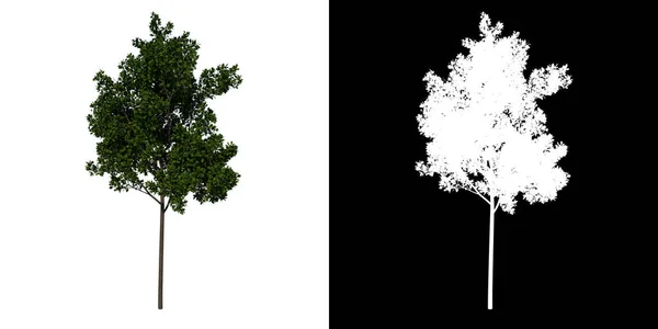 前视图树Young Red Oak树2白色背景Alpha Png 3D渲染3D Ilustracion — 图库照片