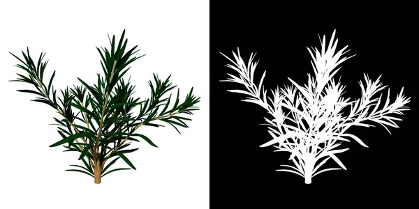 Προβολή Φυτό Rosmarinus Officinalis Ανθόδεντρο Png Λευκό Φόντο Άλφα Απόδοση — Φωτογραφία Αρχείου