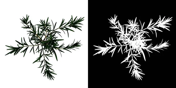 Розмарин Rosmarinus Officinalis Цветочное Дерево Png Белый Фон Альфа Рендеринг — стоковое фото
