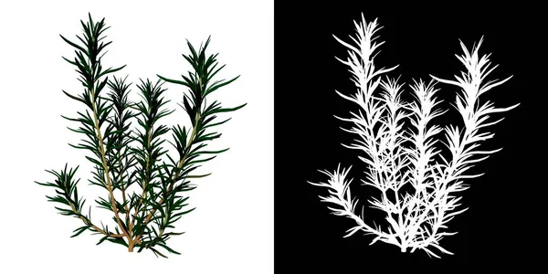 Front View Plant Rosemary Rosmarinus Officinalis Flower Tree Png Background — стоковое фото