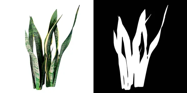 植物のフロントビューSansavieria Trafficiataヘビの植物1 3Dレンダリングで作られたカットアウトするアルファチャンネルと木のPng — ストック写真