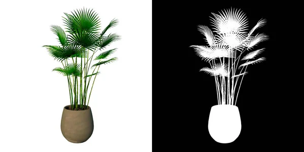 Vue Face Pot Plantes Avec Sabal Palm Tree Fond Blanc — Photo