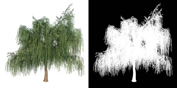 Frontansicht Von Plant Salix Babylonica Trauerweide Tree Png Mit Alphakanal — Stockfoto