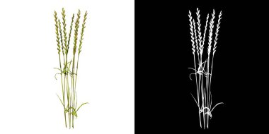 Bitki Uzun Çimen Çimeni 1 Ağaç png ön görünümü alfa kanalı ile kesme 3D oluşturulmuş