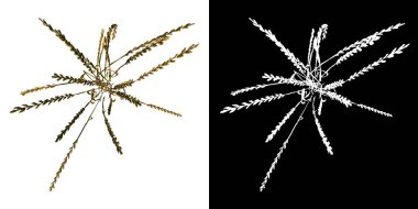 Bitki Buğday 1 Ağaç png üst görünümü alfa kanalı ile kesme 3B görüntüleme