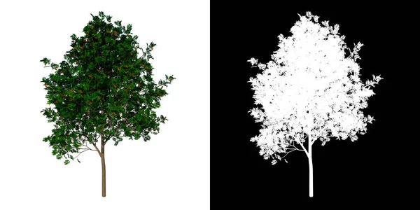 前视图树青少年Sorbus Aucuparia 1白色背景Alpha Png 3D渲染Ilustracion — 图库照片
