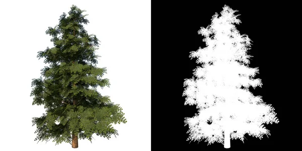 红杉植物白色背景3D渲染Ilustracion 3D前景 — 图库照片