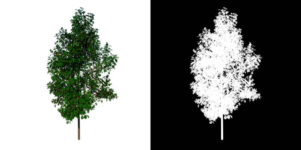 Vooraanzicht Boom Sorbus Aucuparia Witte Achtergrond Alfa Png Rendering Ilustracion — Stockfoto