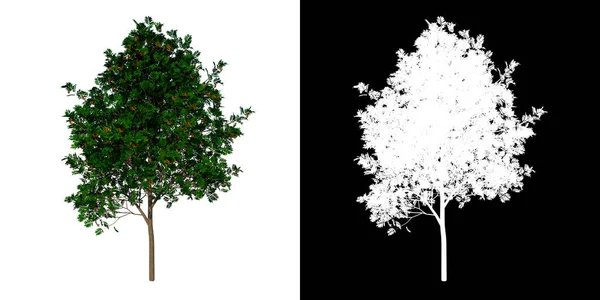 Vooraanzicht Boom Adolescent Sorbus Aucuparia Witte Achtergrond Alfa Png Rendering — Stockfoto