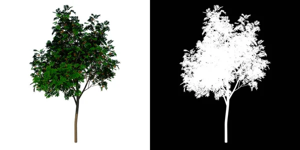 Vooraanzicht Boom Jonge Sorbus Aucuparia Witte Achtergrond Alfa Png Rendering — Stockfoto