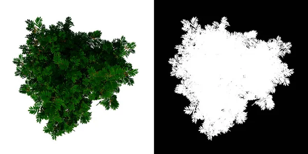 Baum Von Oben Young Sorbus Aucuparia Weißer Hintergrund Alpha Png — Stockfoto