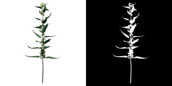 植物のフロントビューシリバムマリアヌスカードマリアヌス4 3Dレンダリングで作られたカットアウトするアルファチャンネル付きツリーPng — ストック写真