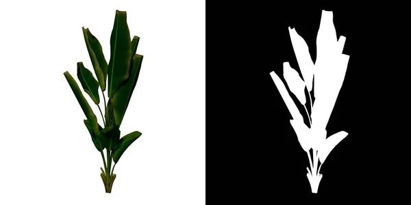 植物Strelitzia NicolaiのフロントビューParadise 2の鳥3Dレンダリングで作られたカットアウトするアルファチャンネル付きツリーPng — ストック写真