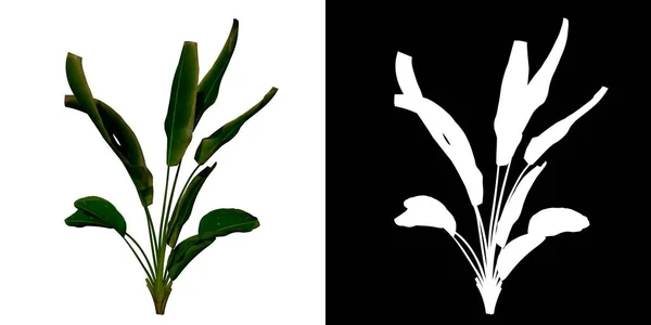 植物Strelitzia NicolaiのフロントビューParadise 3の鳥3Dレンダリングで作られたカットアウトするアルファチャンネル付きツリーPng — ストック写真
