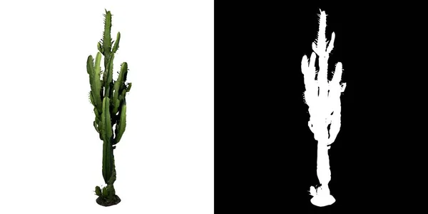 Vista Frontale Plant Tall Cactus Albero Sfondo Bianco Rendering Ilustracion — Foto Stock