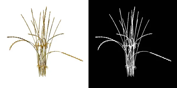 植物小麦のフロントビュー1 3Dレンダリングで作られたカットアウトアルファチャンネル付きツリーPng — ストック写真