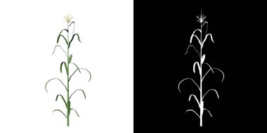 Plant Corn 1 Ağaç png ön görünümü alfa kanalı ile 3 boyutlu görüntüleme ile kesme