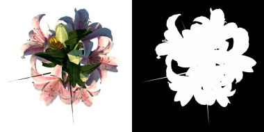 Bitki Çiçeği Orkide 1 Ağaç png üst görünümü alfa kanal ile kesme 3D render ile yapılır