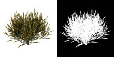Ön manzara ağacı Ergen Cytisus scoparius yaygın süpürge 1 beyaz arkaplan alfa png 3D İlustrakion 3D
