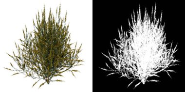 Ön manzara ağacı Cytisus scoparius ortak süpürge 1 beyaz arkaplan alfa png 3D İlustrakion 3D