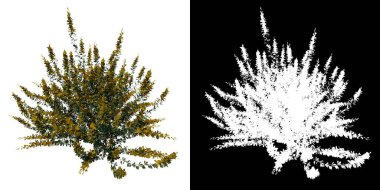 Ön manzara ağacı Genç Cytisus scoparius ortak süpürge 2 beyaz arkaplan alfa png 3D görüntüleme Ilustracion 3D