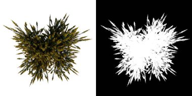 Üst görünüm ağacı Cytisus scoparius yaygın süpürge 3 beyaz arkaplan alfa png 3D Yapılandırma Ilustracion 3D