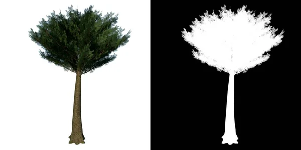 Přední Pohled Strom Pinus Pinea Stone Borovice Rostlinný Png Alfa — Stock fotografie