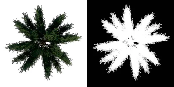 有Alpha通道的松树1号树桩到3D渲染切割的顶部视图 — 图库照片
