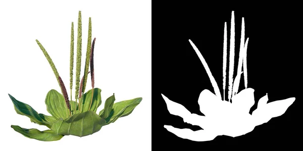 植物プランタゴのフロントビュー大規模な広葉植物3本の木の白い背景3Dレンダリング Ilustracion — ストック写真