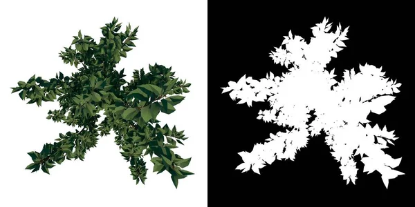 菊花1植物白色背景3D渲染Ilustracion 3D顶视图 — 图库照片