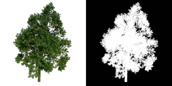 Vorderseite Baum Adoleszierende Eiche Weißer Hintergrund Alpha Png Rendering Ilustracion — Stockfoto