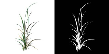 Plant Long Lawn Grass 1 Ağaç png ön görünümü alfa kanalı ile 3D görüntüleme