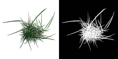 Plant Long Lawn Grass 3 Ağaç png 'nin üst görünümü alfa kanalı ile 3D görüntüleme