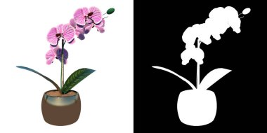 Bitki Çiçeği Phalaenopsis amabilis Güve Orkidesi 1 Ağaç Beyaz Arkaplan 3 Boyutlu İlustrakion 3 Boyutlu