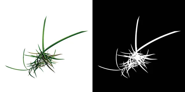 植物ロングローン草のトップビュー2 3Dレンダリングで作られたカットアウトするアルファチャンネル付きのツリーPng — ストック写真