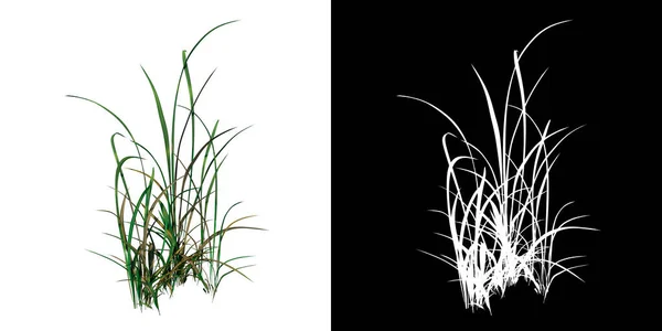 植物ロングローン草のフロントビュー2 3Dレンダリングで作られたカットアウトするアルファチャンネル付きのツリーPng — ストック写真