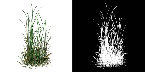 植物ロングローン草のフロントビュー3 3Dレンダリングで作られたカットアウトするアルファチャンネルとPngの木 — ストック写真