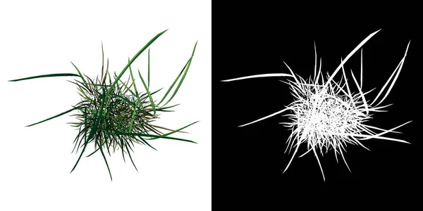植物ロングローン草のトップビュー3 3Dレンダリングで作られたカットアウトするアルファチャンネル付きのツリーPng — ストック写真