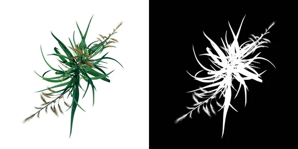 植物ロングローン草のトップビュー4 3Dレンダリングで作られたカットアウトするアルファチャンネル付きツリーPng — ストック写真