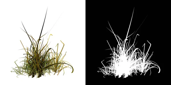 植物ロングローン草のフロントビュー7 3Dレンダリングで作られたカットアウトするアルファチャンネル付きのツリーPng — ストック写真