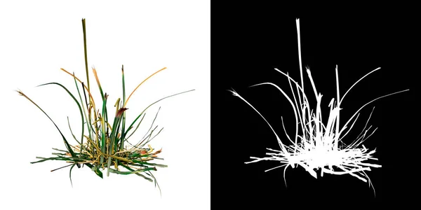 植物ロングローン草のフロントビュー9 3Dレンダリングで作られたカットアウトするアルファチャンネル付きのツリーPng — ストック写真
