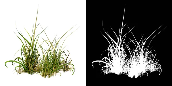 植物ロングローン草のフロントビュー8 3Dレンダリングで作られたカットアウトするアルファチャンネル付きのツリーPng — ストック写真