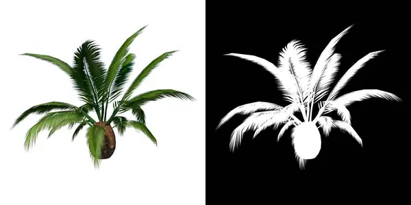 Вид Спереди Plant Phoenix Canariensis Canary Island Date Palm Tree — стоковое фото
