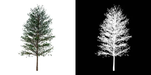 植物Pin Oak 1树桩前视图 有Alpha通道至3D渲染切割 — 图库照片