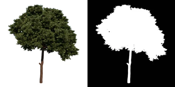 Etunäkymä Puu Calabrian Mänty Valkoinen Tausta Alfa Png Rendering Ilustracion — kuvapankkivalokuva