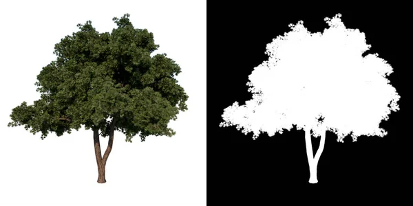 Προβολή Δέντρου Adolescent Calabrian Πεύκο Λευκό Φόντο Άλφα Png Αποτύπωση — Φωτογραφία Αρχείου