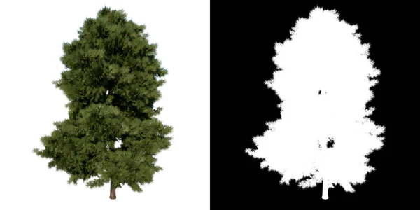 前视图树年轻卡拉布里亚松树1白色背景3D渲染Ilustracion — 图库照片