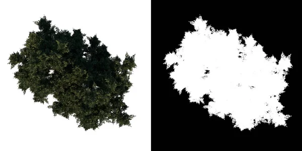 Top View Tree Calabrian Pine Tree White Background Alpha Png — Stock Photo, Image